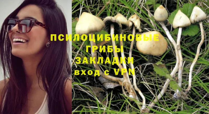 Галлюциногенные грибы Psilocybine cubensis  где купить наркоту  Аша 